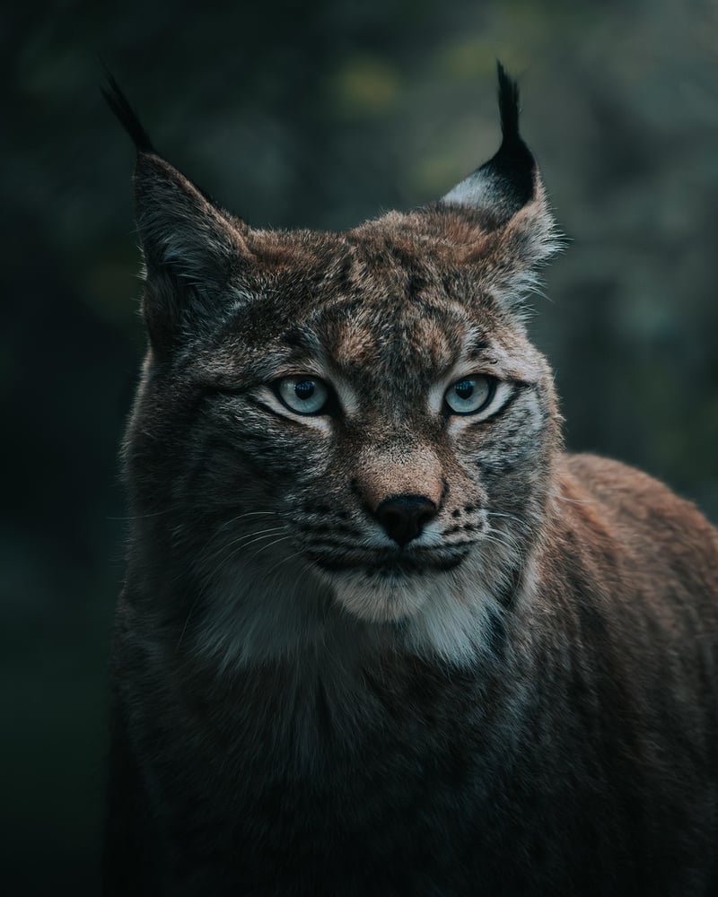 Wildlife photography